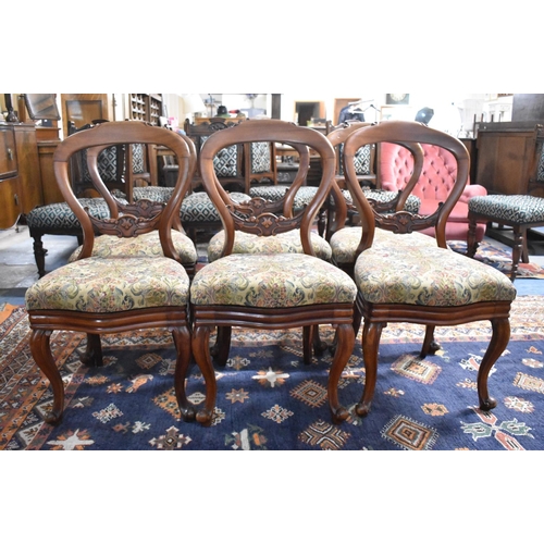 472 - A Set of Six Victorian Mahogany Balloon Back Dining Chairs, Some in Need of Attention