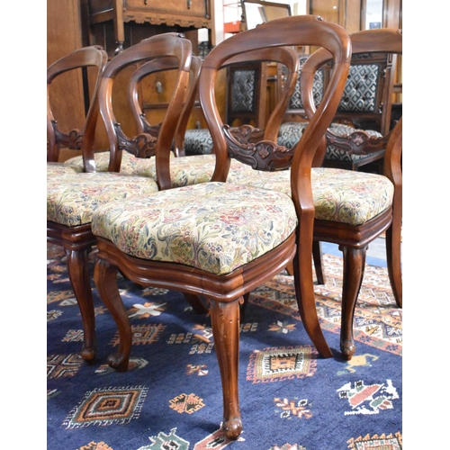 472 - A Set of Six Victorian Mahogany Balloon Back Dining Chairs, Some in Need of Attention