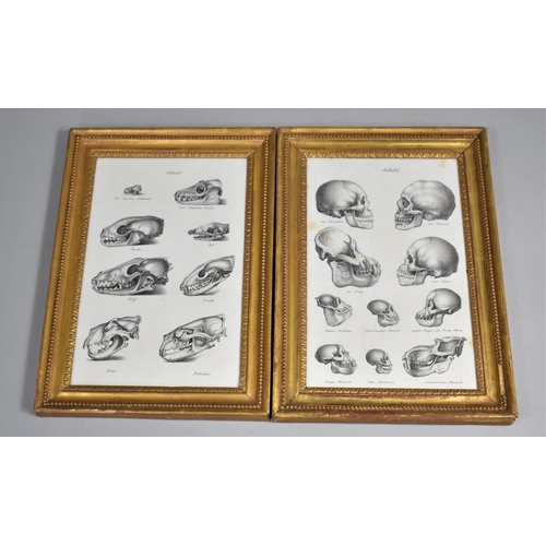 87 - A Pair of 19th Century Gilt Framed Prints Illustrating Various Human and Animal Skulls, 24cm by 34cm... 