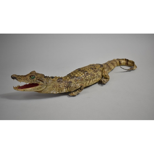 59 - A Taxidermy Study of a Cayman with Glass Eyes, 50cms Long