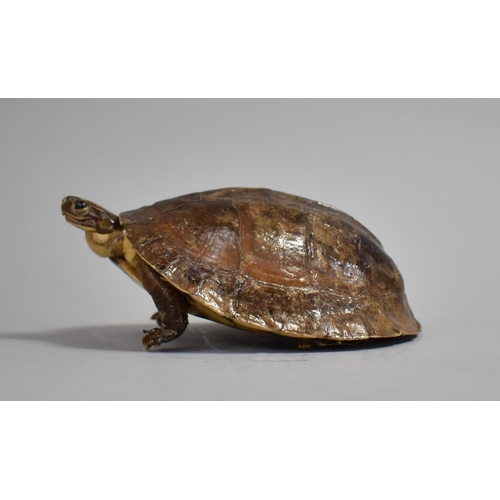 60 - A Taxidermy Study of a Turtle, 16cms Long