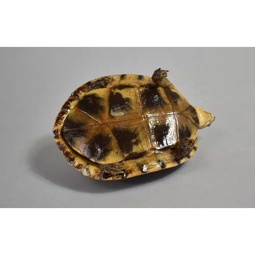 60 - A Taxidermy Study of a Turtle, 16cms Long