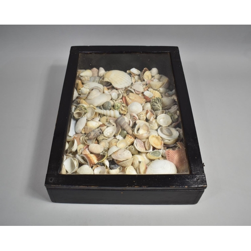 47 - A Late 19th Century Glazed Ebonized Display case Containing a Collection of Sea Shells, 13x45x33cms ... 