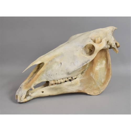 65 - An Early 20th Century Horse's Skull Veterinarian Teaching Aid, 60cms Long