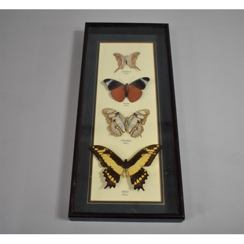 149 - A Cased Collection of Four Exotic Peruvian Butterflies, 36cm high