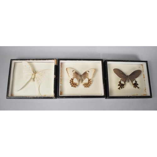 83 - A Collection of Three Cased Specimen Exotic Butterflies form India and Australia