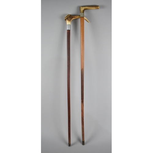 74 - Two Bone Handled Walking Sticks