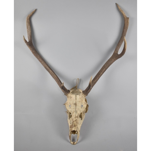 125 - A Set of Wall Hanging Three Point Trophy Antlers, 80cms Long