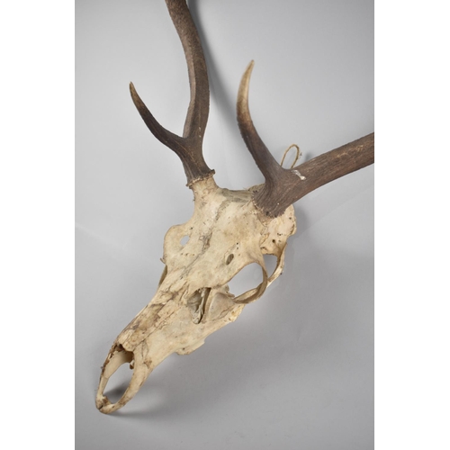 125 - A Set of Wall Hanging Three Point Trophy Antlers, 80cms Long