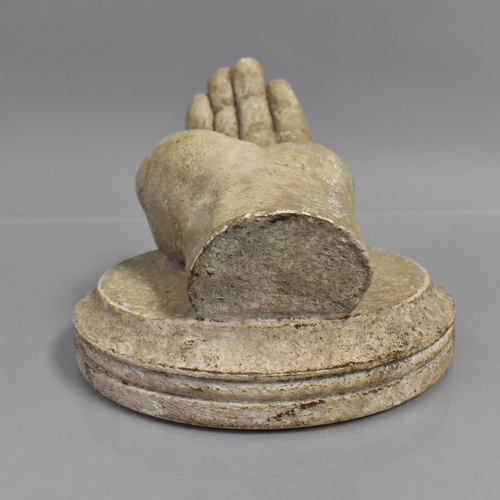 144 - A 19th Century Life Sized Plaster Cast of a Human Hand, Mounted on a Circular Plinth, Possibly repre... 