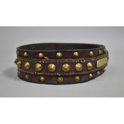 80 - A Victorian Brass Studded Leather Dog Collar, The Name Tag Inscribed 'Caston, 34 Rupert St, W'hampto... 