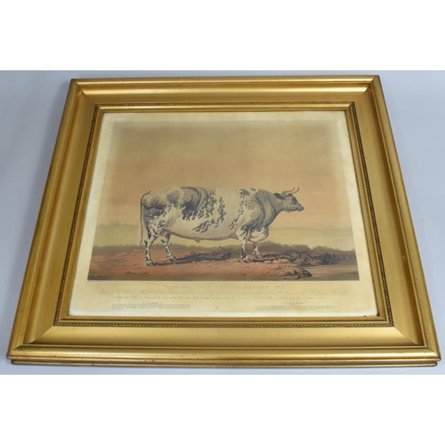 201 - After J Barenger (1780-1831) Framed Coloured Engraving on Paper, 2The Famous Lincolnshire Ox