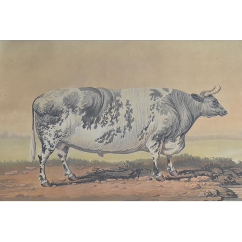 201 - After J Barenger (1780-1831) Framed Coloured Engraving on Paper, 2The Famous Lincolnshire Ox