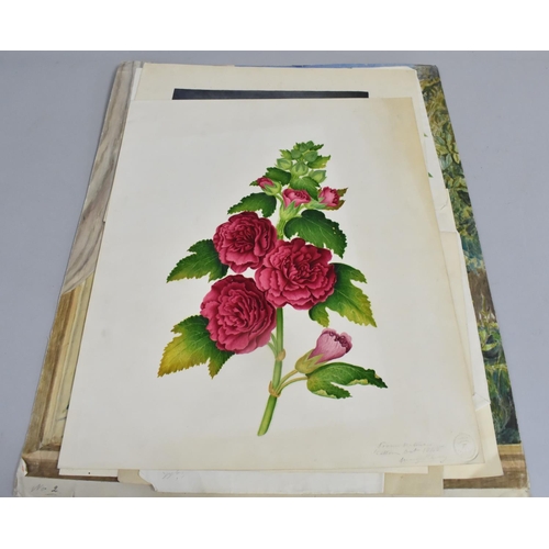 168 - A Collection of Mid 19th century and Later Still Life Botanic Watercolours and Prints