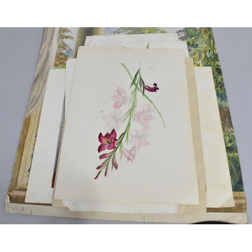 168 - A Collection of Mid 19th century and Later Still Life Botanic Watercolours and Prints