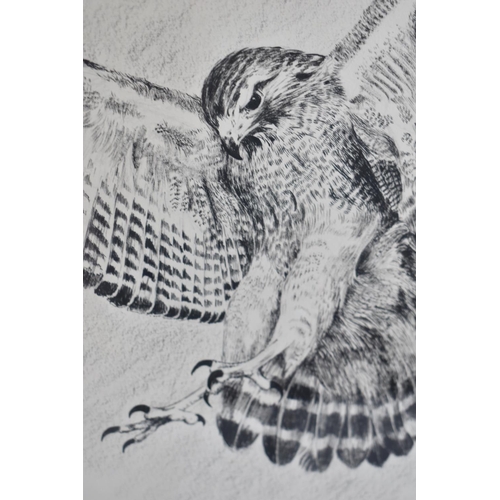 279 - A Framed Study of Hawk About to Strike Signed Goddard 70, 29x39cm