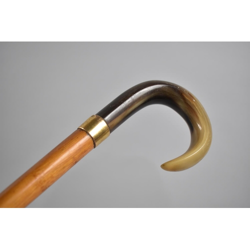 71 - A Horn Handled Malacca Walking Cane with Oval Shaft and Gold Plated Band, Inscribed for Johnathan Ho... 