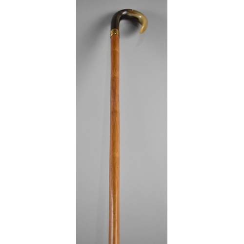 71 - A Horn Handled Malacca Walking Cane with Oval Shaft and Gold Plated Band, Inscribed for Johnathan Ho... 