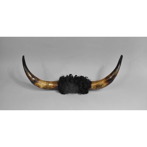 85 - A Pair of Mounted Vintage Cattle Horns, 59ms Wide