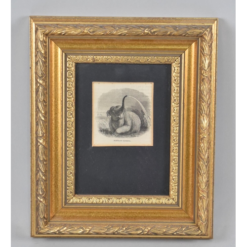 123 - A Framed 19th Century Engraving, Elephant Bathing, 7x8cm