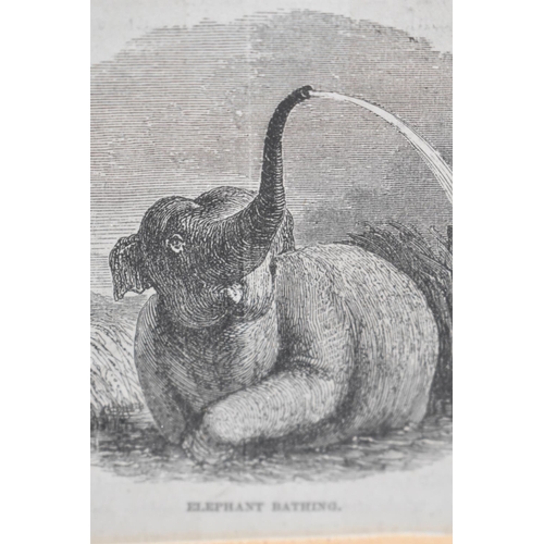 123 - A Framed 19th Century Engraving, Elephant Bathing, 7x8cm