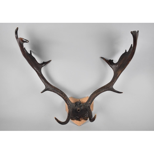 109 - A Pair of Trophy Antlers