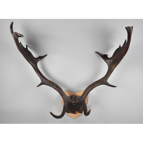 109 - A Pair of Trophy Antlers