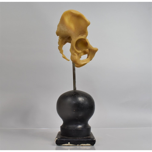 63 - An Early 20th Century Doctors Teaching Aid, A Cast Rubber Model of a Life Size Human Pelvis, Mounted... 