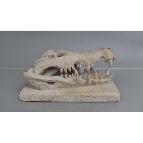 65 - An Interesting Natural History Plaster Cast of Crocodile Skull Mounted on a Wooden Plinth, 30x14x14c... 