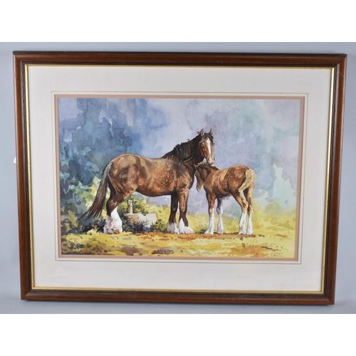 97 - A Framed Watercolour by Simon Bull Depicting Shire Mare and Foal, 50x33cm