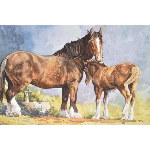 97 - A Framed Watercolour by Simon Bull Depicting Shire Mare and Foal, 50x33cm