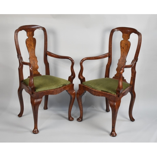 532 - A Pair of Late 19th century Burr Wood Framed Armchairs with Splat Back on Pad Cabriole Feet,