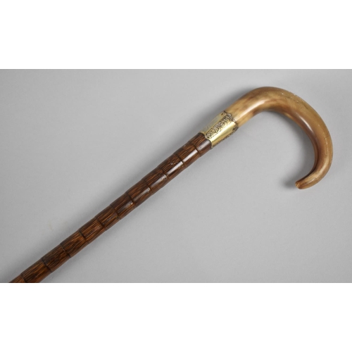 129 - A Good Edwardian Horn Handled Silver Banded Palm Wood Walking Stick