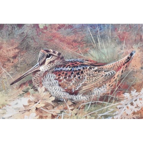 338 - A Framed Limited Edition Archibald Thorburn Print of a Woodcock, 186/500, 28x19cm