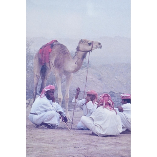 351 - A Framed Photograph Depicting Seated Arabs and Camel, 20x30cm