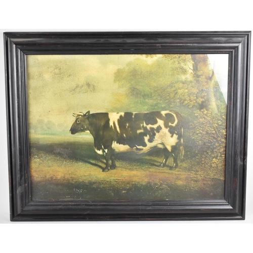 302 - A Modern Reproduction Framed Print of Shorthorn Cow, 60x44cm