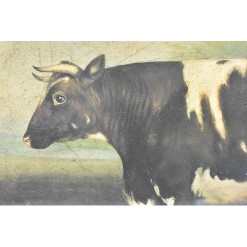 302 - A Modern Reproduction Framed Print of Shorthorn Cow, 60x44cm