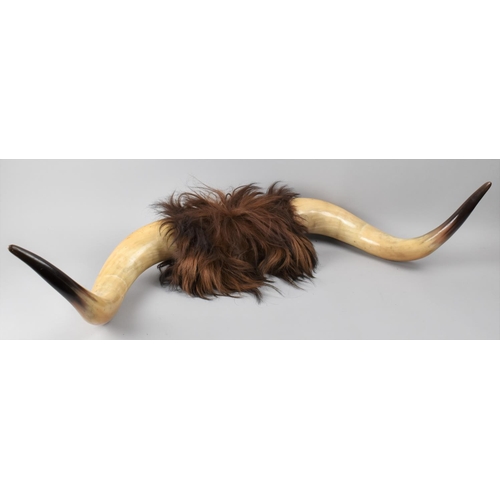 112 - A Pair of Vintage Ox Horns, 93cms Wide