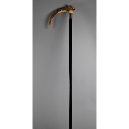 89 - An Edwardian Stag Horn Handled Silver Mounted Ebonized Walking Cane, Hallmarked Chester 1913