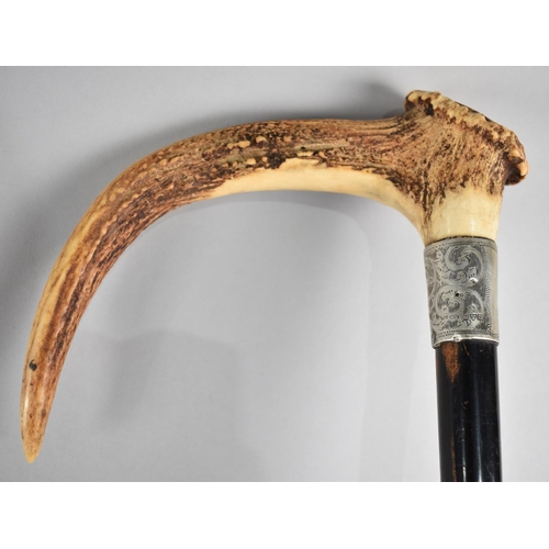 89 - An Edwardian Stag Horn Handled Silver Mounted Ebonized Walking Cane, Hallmarked Chester 1913