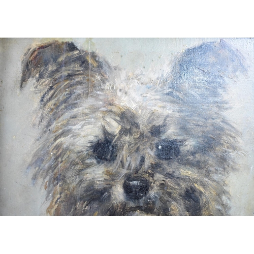 154 - A Gilt Framed Oil on Board Depicting Highland Terrier, 