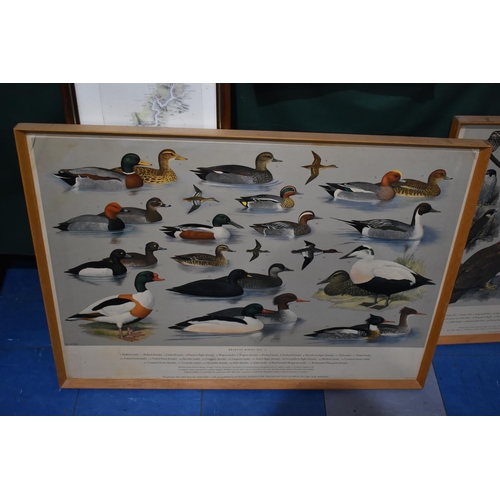 125 - A Set of Five Framed British Birds Posters After HJ Slypher 1961, For RSPB, Each 87x62cms