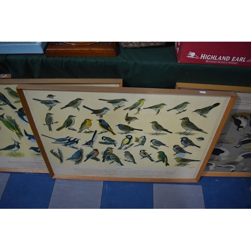 125 - A Set of Five Framed British Birds Posters After HJ Slypher 1961, For RSPB, Each 87x62cms