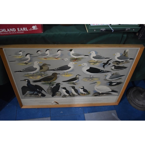 125 - A Set of Five Framed British Birds Posters After HJ Slypher 1961, For RSPB, Each 87x62cms