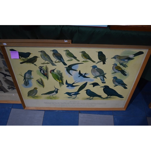 125 - A Set of Five Framed British Birds Posters After HJ Slypher 1961, For RSPB, Each 87x62cms