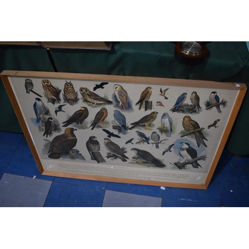 125 - A Set of Five Framed British Birds Posters After HJ Slypher 1961, For RSPB, Each 87x62cms