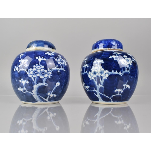 380 - Two Chinese Blue and White Prunus Pattern Ginger Jars and Covers 20th Century Both with Double Conce... 