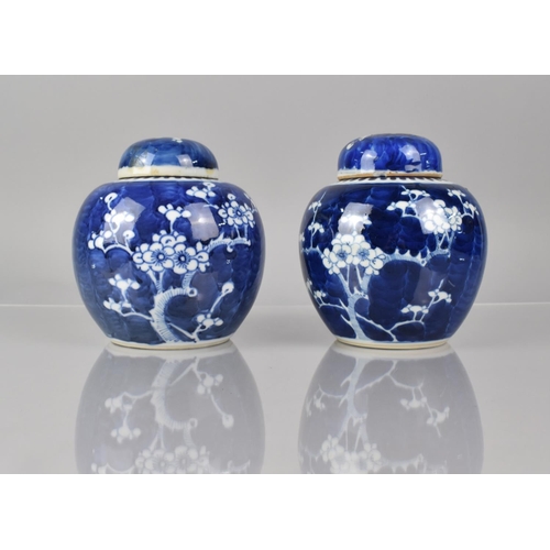 380 - Two Chinese Blue and White Prunus Pattern Ginger Jars and Covers 20th Century Both with Double Conce... 