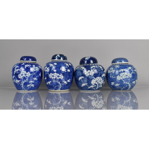 374 - A Collection of Four 19th and 20th Century Chinese Porcelain Blue and White Prunus Pattern Ginger Ja... 