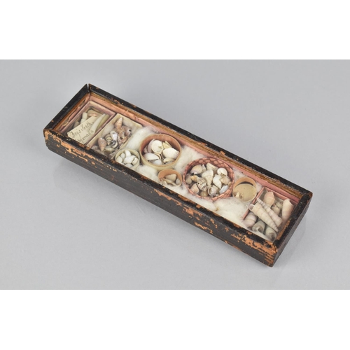 36 - A 19th Century Small Rectangular Display Case housing Collection of Small Shells and Dogs Teeth, 20x... 